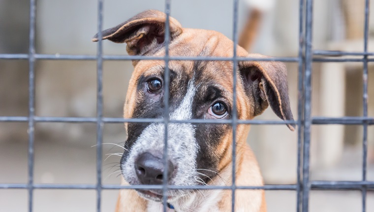 Tierheim für heimatlose Hunde, die auf einen neuen Besitzer warten
