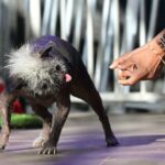 Chihuahua-Mischling „Mr. Happy Face“ zum hässlichsten Hund der Welt gekürt