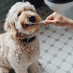 Wie man die Zähne eines Hundes sauber hält