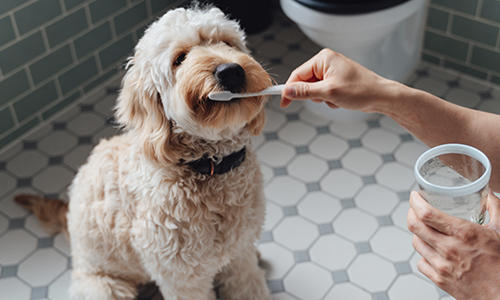 Wie man die Zähne eines Hundes sauber hält
