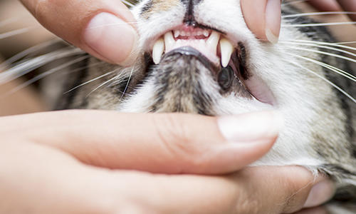 Wie man die Zähne von Katzen sauber hält