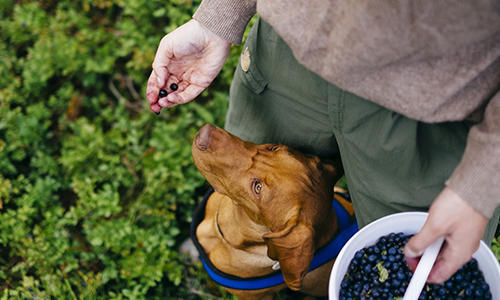 Dürfen Hunde Beeren essen?