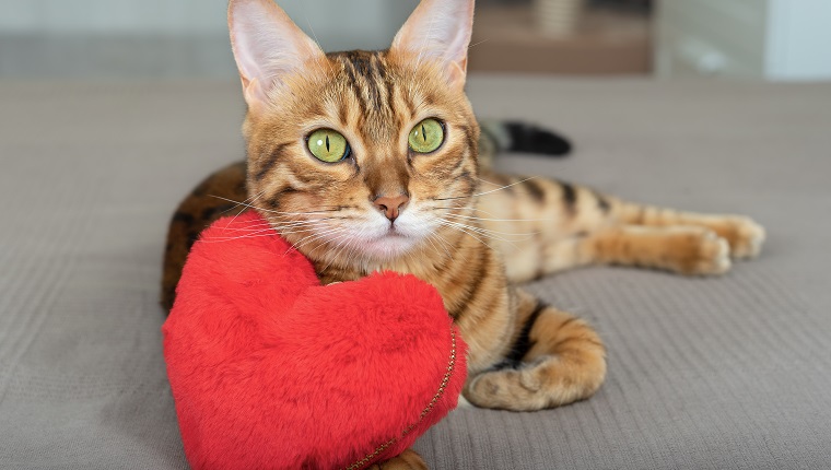 Bengal-Katze mit Herz gesteht dem Besitzer am Valentinstag ihre Liebe