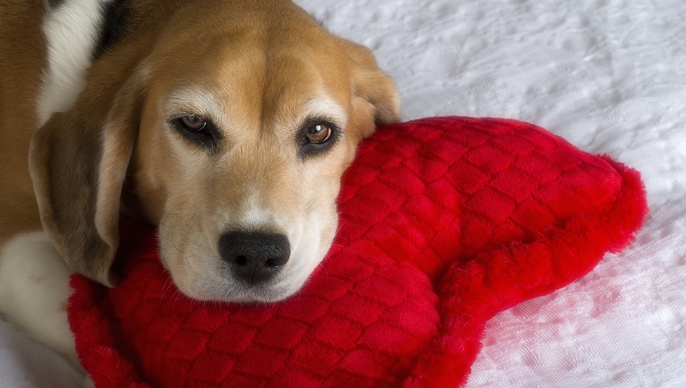 Beagle und herzförmiges Kissen