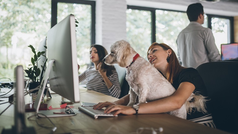 Eine Gruppe kreativer Mitarbeiter, die in einem haustierfreundlichen Büro arbeiten, nehmen Ihren Hund mit ihrem süßen Hund mit zur Arbeit