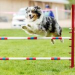 Dog in an agility competition set up in a green grassy park