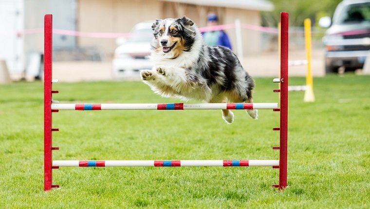 Hund in einem Agility-Wettbewerb, der in einem grünen, grasbewachsenen Park eingerichtet wird