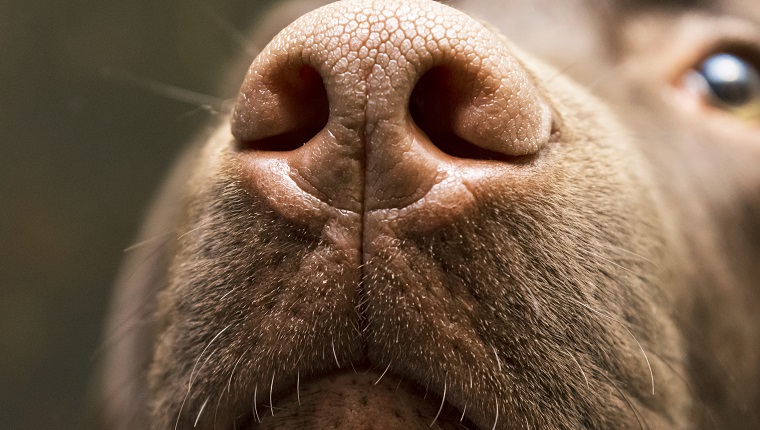 Eine braune Nase von Labrador aus nächster Nähe.  Schokoladen-Labrador-Retriever-Nase.  Brauner Labrador.