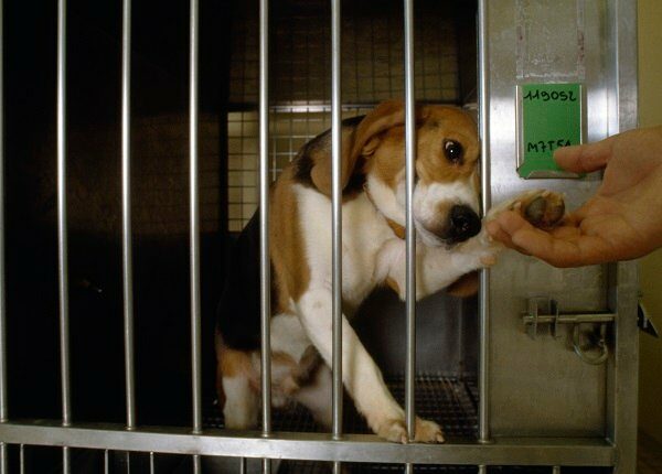 A beagle reaches out to a hand from his cage at a toxicology lab of pharmaceutical company Rhone-Poulenc Rorer, Inc. in Vitry, France.