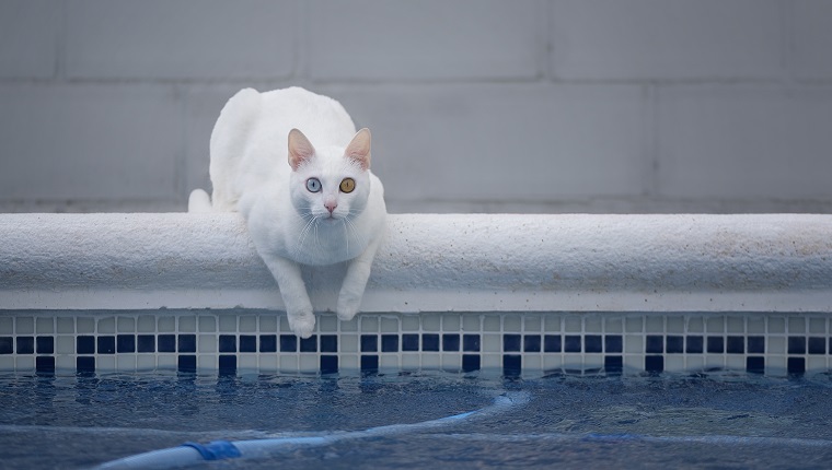 Weiße Katze in einem Pool