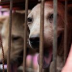 A dog looks out from its cage at a stall as it is displayed by a vendor as he waits for customers during a dog meat festival at a market in Yulin, in southern China