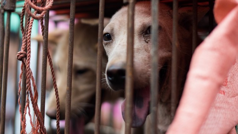 Ein Hund schaut aus seinem Käfig auf einen Stand, der von einem Verkäufer ausgestellt wird, während er am 22. Juni 2015 während eines Hundefleischfestivals auf einem Markt in Yulin im südchinesischen Guangin Yulin in der südchinesischen Provinz Guangxi auf Kunden wartet. Die Stadt veranstaltet zur Sommersonnenwende ein jährliches Fest, das dem Fleisch des Tieres gewidmet ist, was zu einer zunehmenden Gegenreaktion von Tierschützern geführt hat.  AFP FOTO / JOHANNES EISELE 