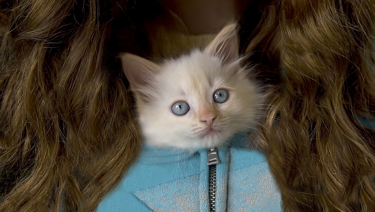 Weißes Kätzchen mit blauen Augen, das den Kopf aus dem Reißverschluss-Sweatshirt eines Teenager-Mädchens stößt