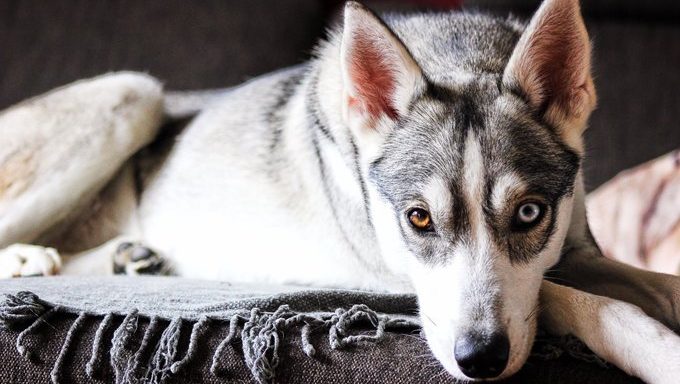 Husky-Hund mit flauschigem Fell