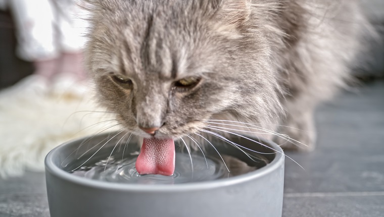 Nahaufnahme des Trinkwassers der getigerten Katze aus der Schüssel.