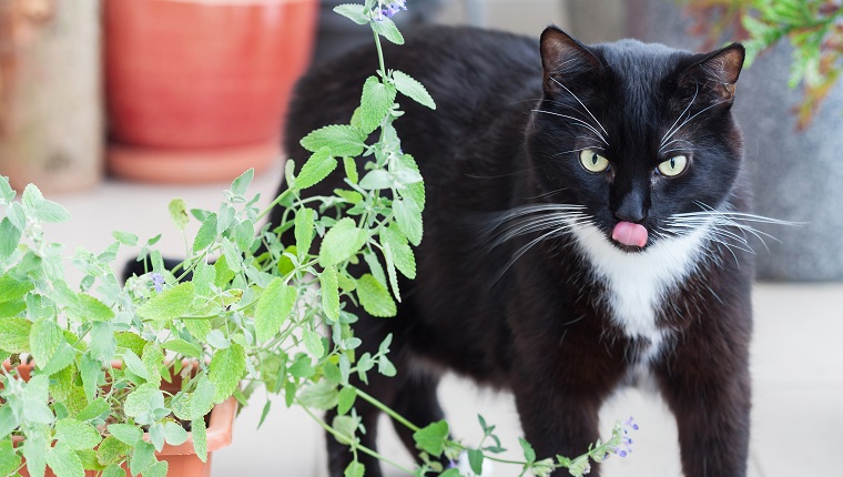 Nahaufnahme von Katzenminze, grünem Kraut, das in einem Behälter wächst, und schwarzer Katze, die herumläuft