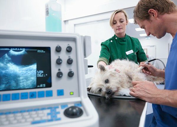 Veterinary nurse performing ultrasound on dog in veterinary surgery. Image on computer screen in foreground