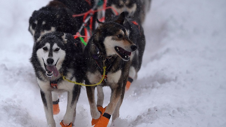 WILLOW, AK – 8. MÄRZ: Schlittenhunde des Teams von Thomas Waerner (Torpa, Norwegen) laufen während des Neustarts des Iditarod-Schlittenhunderennens 2020 am Willow Lake am 8. März 2020 in Willow, Alaska. 