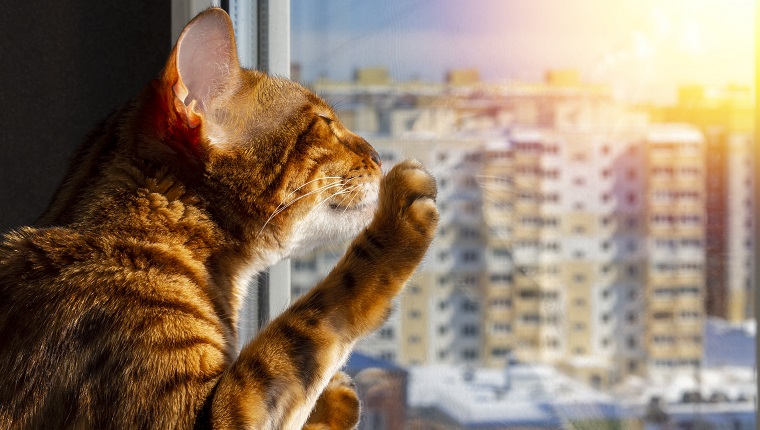 Katze schnüffelt den Frühling.  Reinrassige Bengal-Hauskatze sitzt auf dem Balkon in den Strahlen der Sonnenuntergangs- oder Morgensonne und warm.