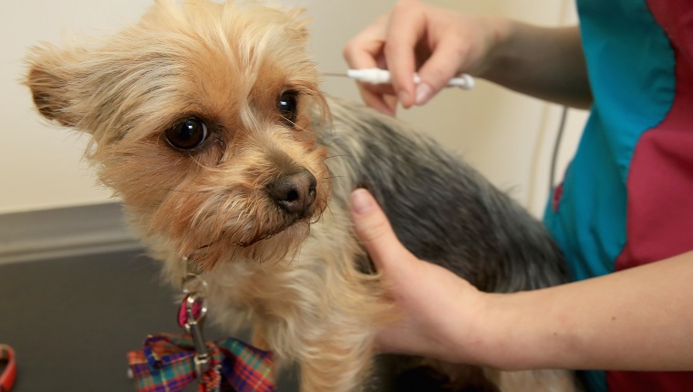 WOLVERHAMPTON, ENGLAND – 4. APRIL: Ruby, ein zweijähriger Yorkshire Terrier, hat am 4. April 2016 in Wolverhampton, England, einen Mikrochip von Tierärztin Amy Jennett im PDSA Pet Hospital implantiert bekommen.  Ab dem 6. April 2016 wird es in Großbritannien gesetzlich vorgeschrieben, dass alle Hunde mit einem Mikrochip versehen und in der National Canine Database erfasst werden müssen.  Viele Besitzer sind sich der neuen Gesetzgebung nicht bewusst und es wird geschätzt, dass mehr als 1 Million Hunde immer noch nicht mit einem Mikrochip versehen wurden, wodurch die Besitzer mit Geldstrafen rechnen müssen. 