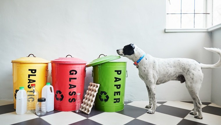 Dog standing next to metal bins color coded and labeled with plastic, glass and paper for recycling sitting on a black and white kitchen floor