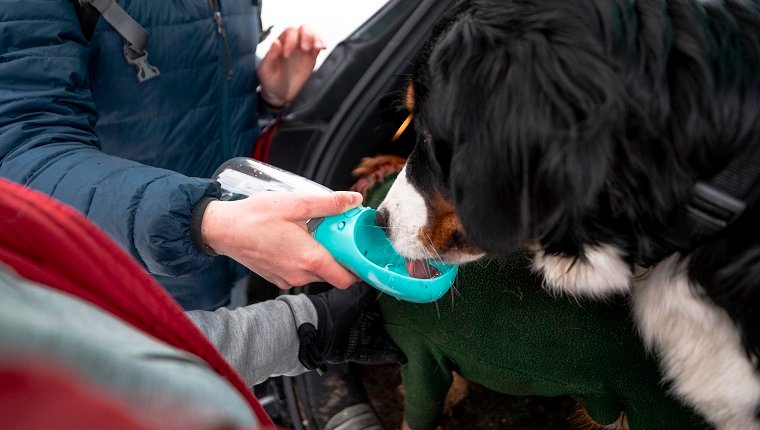 An over the shoulder view of an unrecognisable female couple walking their dogs for their dog walking business. They are giving the dogs a drink of water from a portable water bowl as they get them ready to go for a walk in the snow in Cramlington in a nature reserve.
