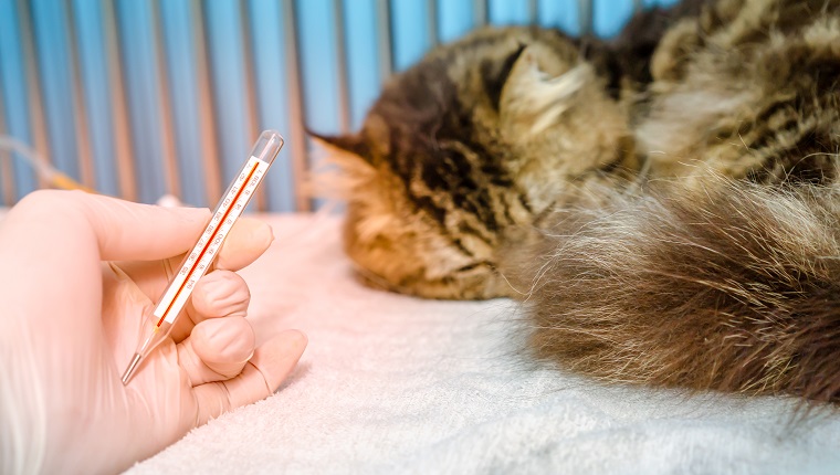 Eine Katze, die mit Fieber schlief, wurde in einer Kleintierklinik oder Tierklinik mit einem Thermometer auf Temperatur überprüft.  Die Katze wurde mit intravenösen Flüssigkeiten und NSAID-Medikamenten behandelt.