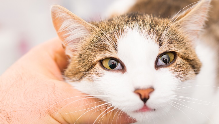 Nahaufnahmefoto einer Katze mit Horner-Syndrom