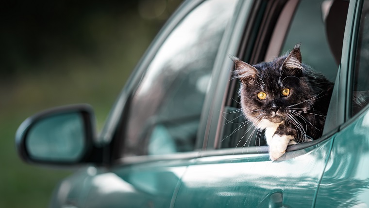 Eine Maine-Coon-Katze mit erstaunlichen gelben Augen, die aus der Heckscheibe eines grünen Personenwagens schauen.