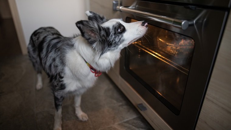 Domestic pet border collie checking on food in oven,Poland