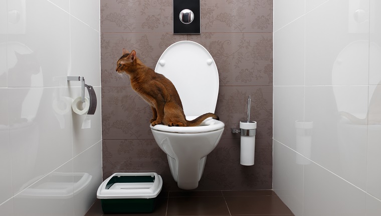Clevere Abessinierkatze benutzt eine Toilettenschüssel