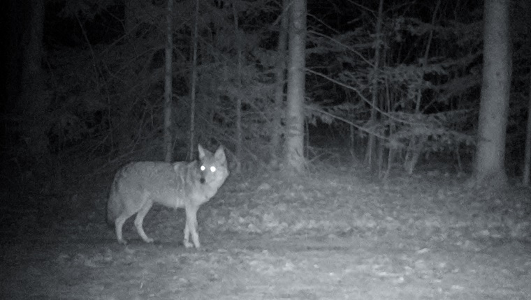 Ein Kojote wird von der Kamera aufgenommen, wie er nachts durch eine Wohngegend streift.  Fotografiert im Osten von Ontario, Kanada.