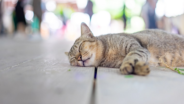 Eine graue, lustige, betrunkene Katze schläft, nachdem sie eine Wurzel aus indischem Kupferblatt (Katzenminze) auf dem Holzboden genommen hat.