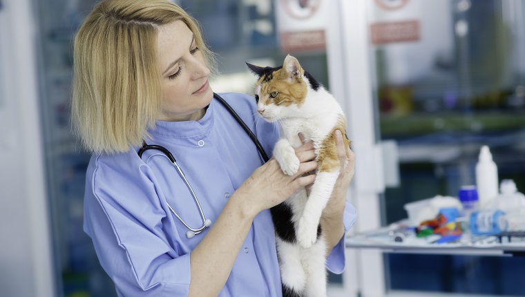 Weiblicher Tierarzt, der schöne Katze hält.