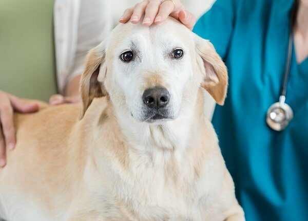 This is a closeup of a beautiful yellow lab as she sits on an exam table at the vet and is held and stroked by an unrecognizable owner and veterinary nurse to put her at ease before her examination.