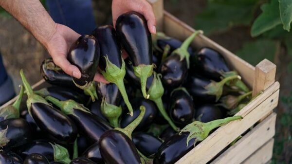 Farmer man is holding in his hands an apron with dark blue eggplants just picked from his garden. Concept of farming, organic products, clean eating, ecological production. Close up