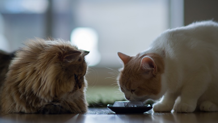 Weiße und braune Katze leckt Eis aus einer Schüssel, während andere braune Katzen zuschauen