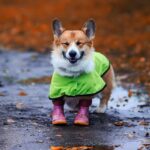funny puppy a red haired Corgi dog stands by a puddle on a walk in rubber boots and a raincoat on an autumn rainy day and smiles rather closing his eyes