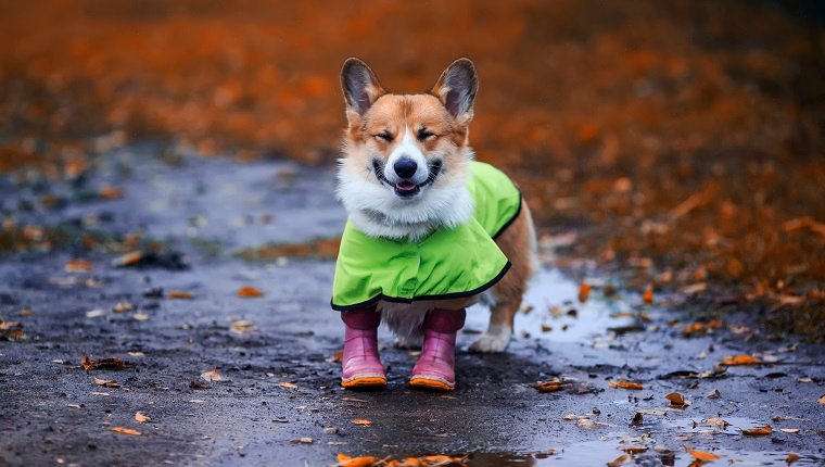 funny puppy a red haired Corgi dog stands by a puddle on a walk in rubber boots and a raincoat on an autumn rainy day and smiles rather closing his eyes
