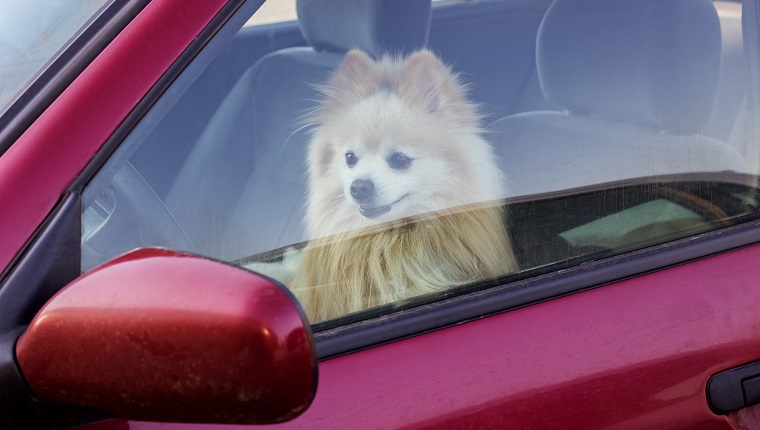 Der Hund ist im Auto eingeschlossen, Gefahr für Haustiere im Sommer