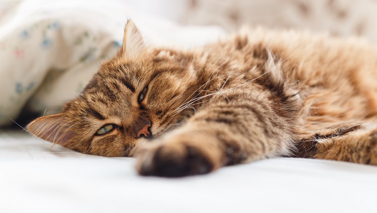 Kranke Katze, die mit hoher Temperatur auf dem Bett liegt.