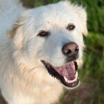 Great Pyrenees Dogs - Mt. Pisgah, NB Canada - working farm dogs