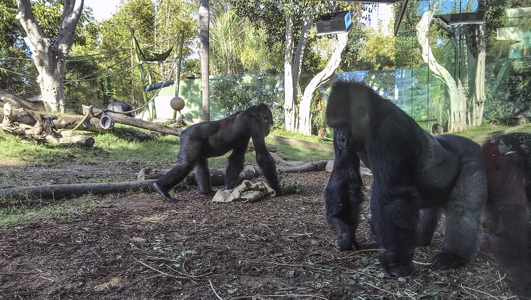 SAN DIEGO, CA - 23. DEZEMBER: Gorillas am 23. Dezember 2018 in San Diego, Kalifornien. 
