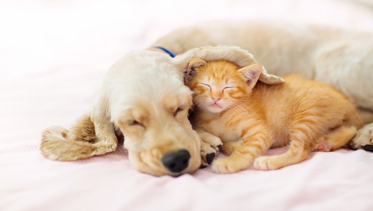 Katze und Hund schlafen zusammen.  Kätzchen und Welpe, die ein Nickerchen machen.  Haustiere.  Tierschutz.  Liebe und Freundschaft.  Haustiere.