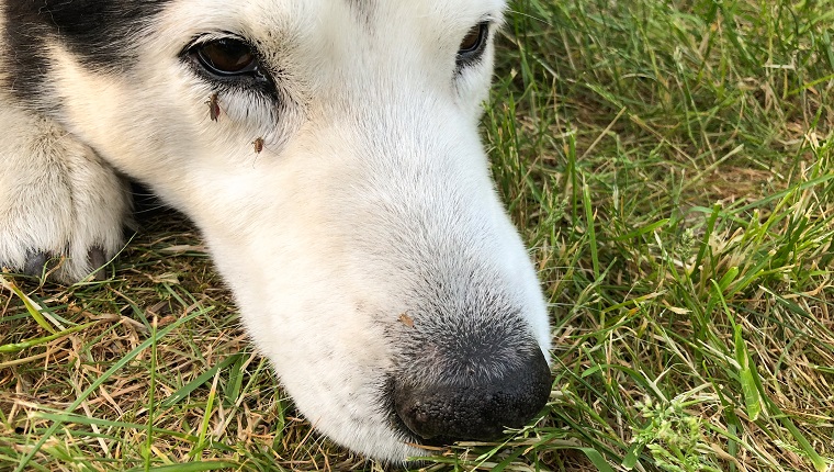 Mückenstich auf Hundeauge und -nase, während Hund auf Grasfeldern liegt.