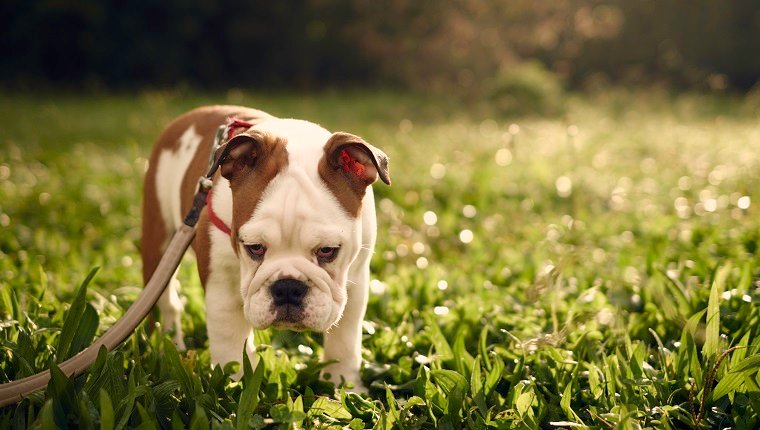 sad-looking bulldog in the park, backlit by sunlight. Soft shalow focus. Three-months old female English Bulldog