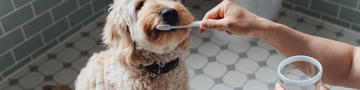 So halten Sie die Zähne Ihres Hundes sauber