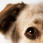 Ohrzysten bei Hunden: Symptome, Ursachen und Behandlungen