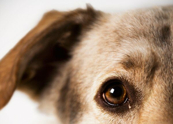 Ohrzysten bei Hunden: Symptome, Ursachen und Behandlungen