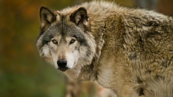 Abstammung von Hunden, die auf zwei Populationen alter grauer Wölfe zurückgeführt werden